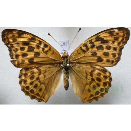 Argynnis paphia (Linnaeus, 1758) female Dostojka malinowiec Poland28f